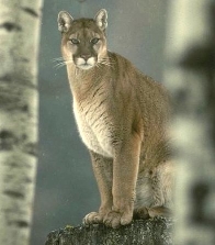 cougar2.jpg